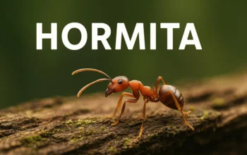 hormita